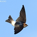 Fairy Martin at the lookout<br />Canon EOS 7D + EF400 F5.6